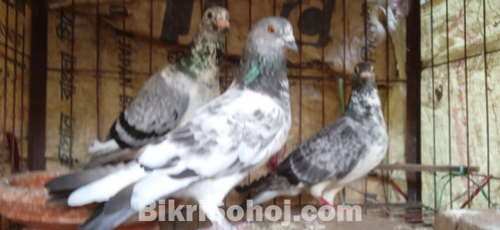 কবুতর